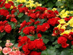 工廠化生產(chǎn)麗格海棠注意事項