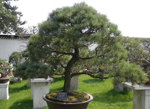 福娘五針?biāo)傻酿B(yǎng)殖方法和注意事項,五針?biāo)上募镜酿B(yǎng)殖方法和注意事項,TP的養(yǎng)殖方法和注意事項