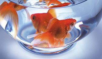 玻璃缸養(yǎng)金魚注意事項(xiàng)