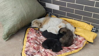 女生養(yǎng)狗注意事項