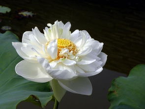 養(yǎng)殖,注意事項(xiàng),方法