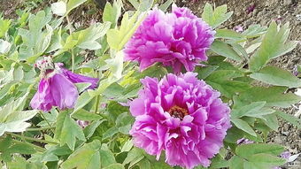 牡丹花盆栽種植方法和注意事項,牡丹花種子種植方法和注意事項,牡丹花的養(yǎng)殖方法和注意事項