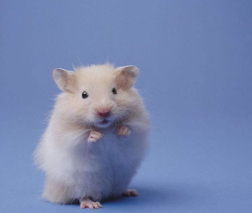 繁殖,注意事項(xiàng),熱寵小寵