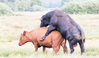 受精,奶牛,注意事項