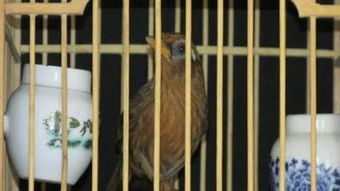 注意事項(xiàng),夏天,畫眉鳥