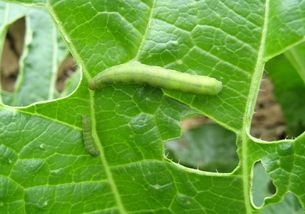 聯(lián)苯噻蟲胺使用說明書,聯(lián)苯噻蟲胺防治對象,聯(lián)苯噻蟲胺顆粒劑