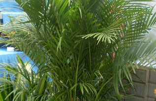 散尾葵種子繁殖方法和注意事項(xiàng)