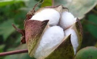 棉花測(cè)產(chǎn)的注意事項(xiàng)