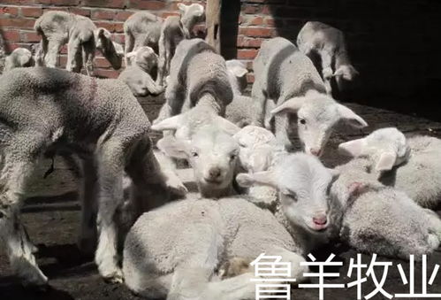 新生小貓注意事項,新生入園注意事項,一年級新生注意事項