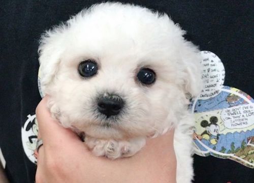 個月,注意事項,比熊