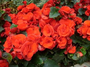 麗格海棠的養(yǎng)護注意事項,麗格海棠的養(yǎng)殖方法和注意事項,麗格海棠的扦插方法和注意事項