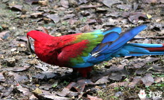 牡丹鸚鵡孵化期間注意事項,鸚鵡孵化期間注意事項人工,迷你鸚鵡孵化注意事項