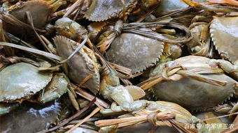 河蟹脫殼要注意事項
