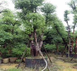 移栽,樹(shù)木,注意事項(xiàng),夏天