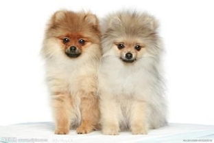 注意事項,養(yǎng)寵物,懷孕后