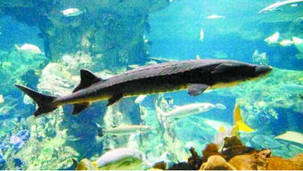 觀賞魚中華鱘注意事項(xiàng)