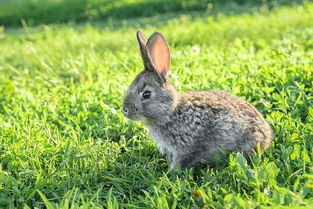 給家兔注射氨基麻醉時(shí)注意事項(xiàng)