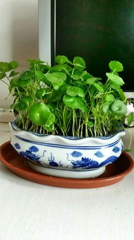 花橄菜注意事項(xiàng)