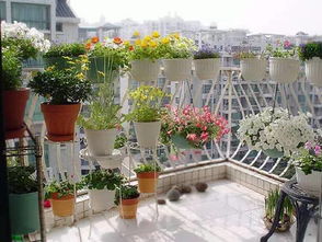 陽(yáng)臺(tái)養(yǎng)花的注意事項(xiàng)