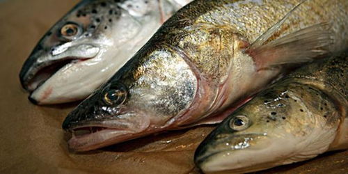 代森銨魚用注意事項