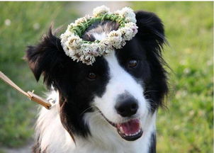 邊牧飼養(yǎng)注意事項(xiàng),邊牧洗澡注意事項(xiàng),邊牧飲食的注意事項(xiàng)