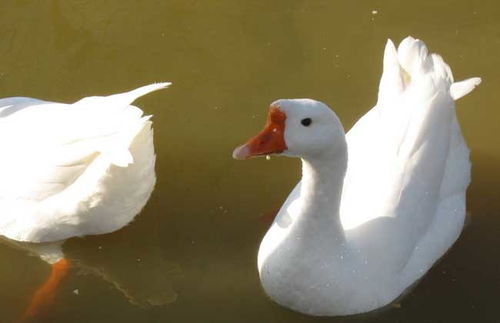 鵝放牧注意事項(xiàng)