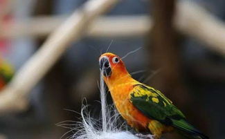 金太陽鸚鵡注意事項(xiàng)