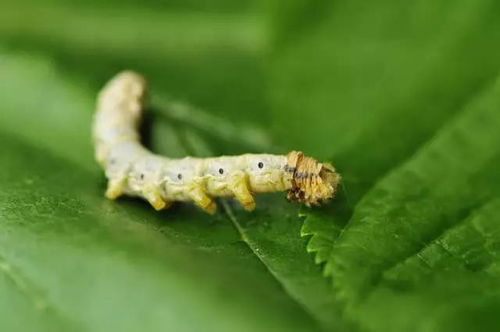 蠶脫皮注意事項(xiàng)