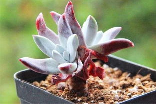 小仙女養(yǎng)殖方法和注意事項