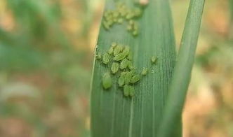 注意事項,毒死蜱