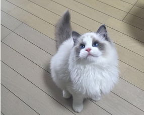 私人買貓注意事項,外地買貓注意事項,買貓注意事項攻略