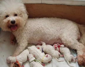 母狗,注意事項(xiàng),刨腹產(chǎn)