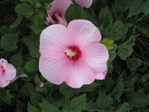 大巖桐芙蓉花的養(yǎng)殖方法和注意事項,芙蓉花冬天的養(yǎng)殖方法和注意事項,芙蓉花的養(yǎng)殖方法和注意事項有哪些