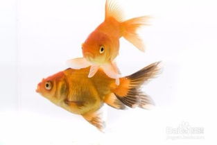 金魚擠卵擠精注意事項(xiàng)