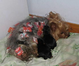 導尿術操作步驟及注意事項,簡述導尿術的注意事項,留置導尿術的注意事項