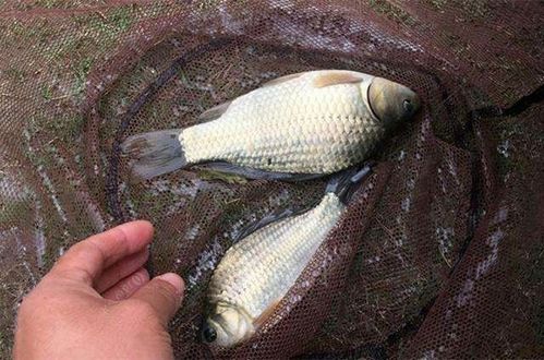 注意事項,代森銨魚用