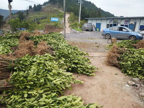 佛手種子怎么種植方法和注意事項(xiàng)