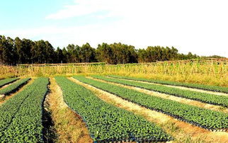 租地,種植,注意事項