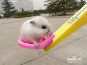 倉鼠,注意事項,照顧