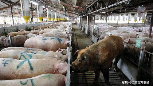 養(yǎng)豬防病注意事項(xiàng)