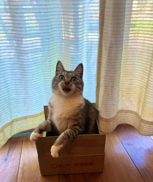 貓薄荷的注意事項(xiàng),貓薄荷種植注意事項(xiàng),貓薄荷的種植方法和注意事項(xiàng)