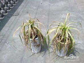 血龍草的養(yǎng)殖方法和注意事項(xiàng)