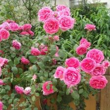 月季,注意事項(xiàng),種爬藤