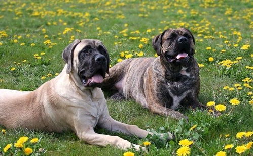 育苗,注意事項,約克夏