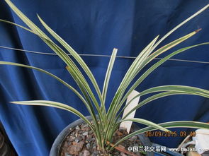 盆栽,白馬王子,注意事項(xiàng)