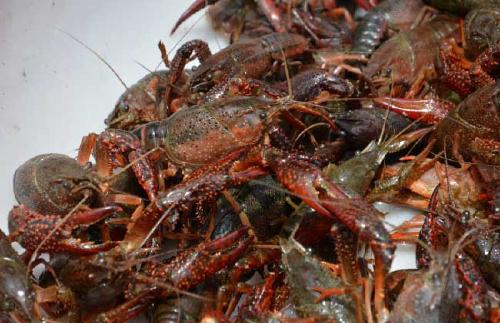 井水養(yǎng)殖小龍蝦的注意事項(xiàng),魚缸養(yǎng)小龍蝦注意事項(xiàng),小龍蝦補(bǔ)鈣注意事項(xiàng)