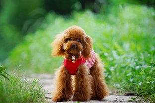 注意事項,貴賓犬