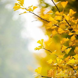 銀杏葉,泡茶,注意事項(xiàng)