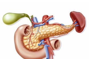 膽囊切除后應(yīng)注意事項,做了膽結(jié)石膽囊切除后應(yīng)注意事項,做完子宮卵巢切除手術(shù)后應(yīng)注意事項