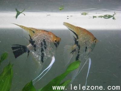 燕魚繁殖注意事項